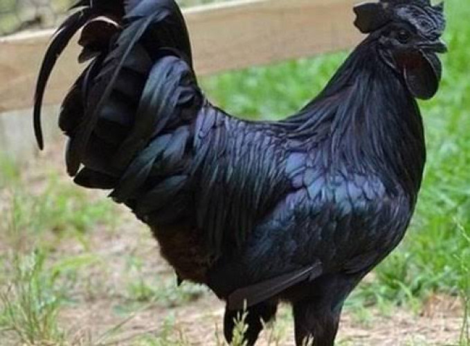 Fully grown karinkozhi